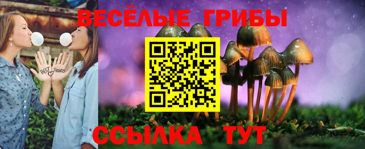 Ачхой-Мартан  Псилоцибиновые грибы Psilocybe  Вход с VPN 